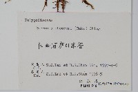 盧山石葦藏品圖，第2張