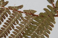 闊鱗鱗毛蕨藏品圖，第2張