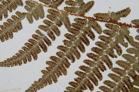 闊鱗鱗毛蕨藏品圖，第3張