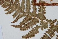 闊鱗鱗毛蕨藏品圖，第4張