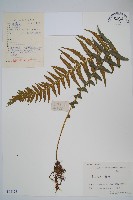 翅軸假金星蕨、短柄卵果蕨藏品圖，第1張