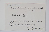 翅軸假金星蕨、短柄卵果蕨藏品圖，第2張