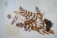 紫萁藏品圖，第1張