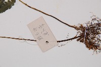 江南短腸蕨藏品圖，第3張