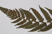 江南短腸蕨藏品圖，第4張