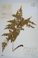 金鶴鱗毛蕨藏品圖，第1張