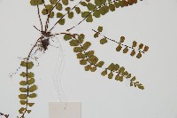 三翅鐵角蕨藏品圖，第3張