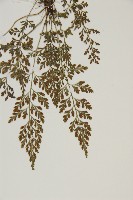 相似鐵角蕨藏品圖，第6張