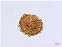 相似鐵角蕨藏品圖，第2張