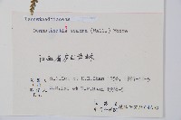 碗蕨藏品圖，第2張