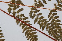 碗蕨藏品圖，第3張