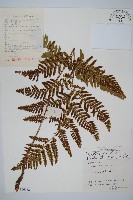 南海鱗毛蕨藏品圖，第1張