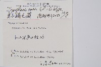 南海鱗毛蕨藏品圖，第2張