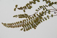 三翅鐵角蕨藏品圖，第4張