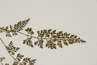 相似鐵角蕨藏品圖，第4張