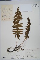 日本水龍骨藏品圖，第1張