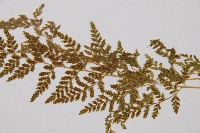 冷蕨藏品圖，第3張