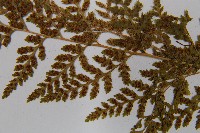 冷蕨藏品圖，第4張