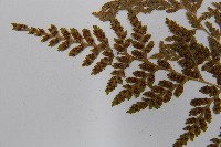 冷蕨藏品圖，第5張