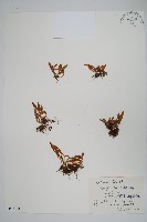 華北石葦藏品圖，第1張