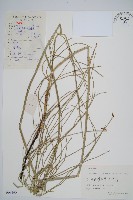 芼管草藏品圖，第1張