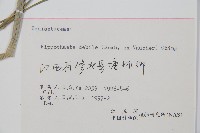 芼管草藏品圖，第2張