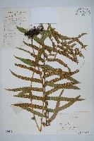 擬毛蕨藏品圖，第1張