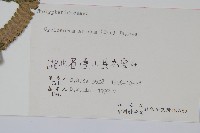 擬毛蕨藏品圖，第2張