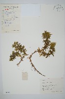 蛇足石杉、千層塔藏品圖，第1張