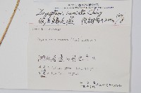 假異鱗毛蕨藏品圖，第2張