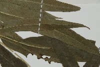 日本鳳丫蕨藏品圖，第4張