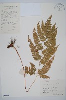 長尾複葉耳蕨藏品圖，第1張