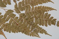 長尾複葉耳蕨藏品圖，第3張