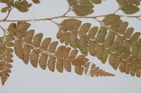 長尾複葉耳蕨藏品圖，第4張