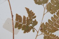 長尾複葉耳蕨藏品圖，第5張