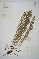 對生耳蕨藏品圖，第1張