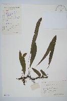 單葉雙蓋蕨藏品圖，第1張