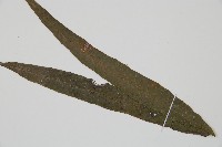 單葉雙蓋蕨藏品圖，第3張