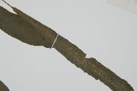 單葉雙蓋蕨藏品圖，第4張