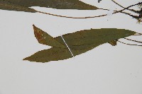 單葉雙蓋蕨藏品圖，第5張