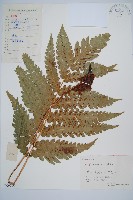 日本狗脊蕨藏品圖，第1張