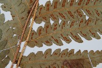 日本狗脊蕨藏品圖，第3張