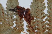 日本狗脊蕨藏品圖，第4張