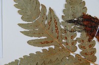 日本狗脊蕨藏品圖，第5張