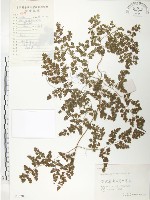 海金沙藏品圖，第1張