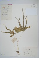 鳳尾蕨藏品圖，第1張