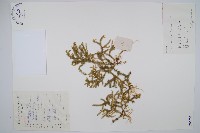 燈龍草藏品圖，第1張