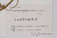 石松藏品圖，第2張