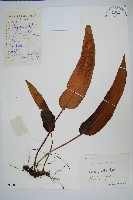 盧山石葦藏品圖，第1張