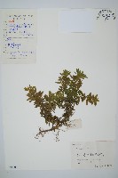 蛇足石杉、千層塔藏品圖，第1張